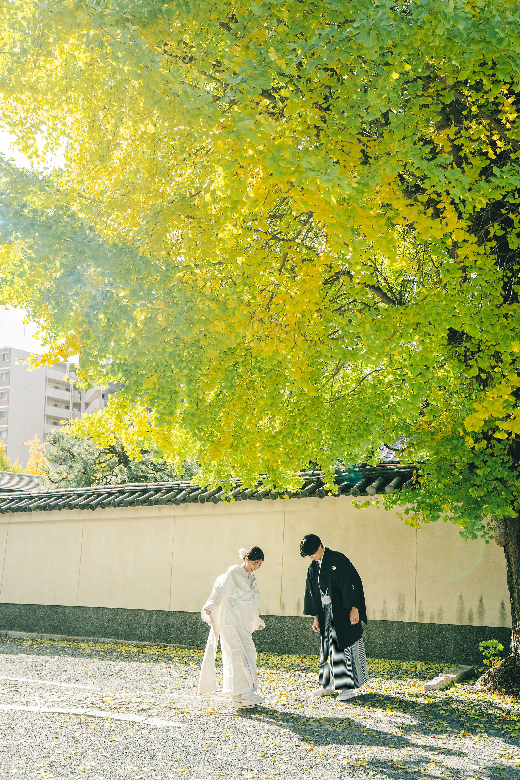 本法寺前撮りイメージ｜銀杏の下で