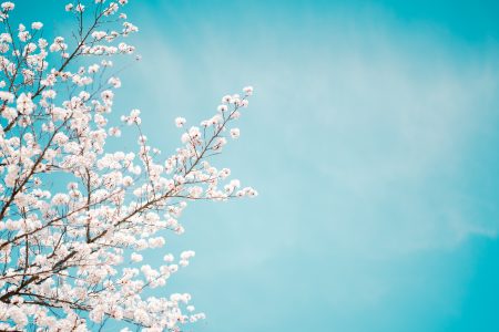 桜と空