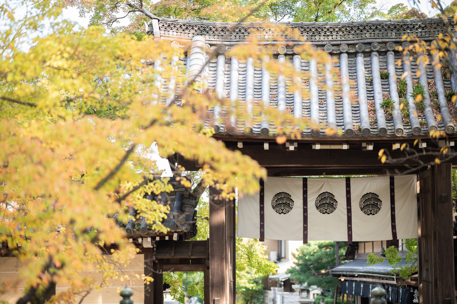 色づく今宮神社（秋）