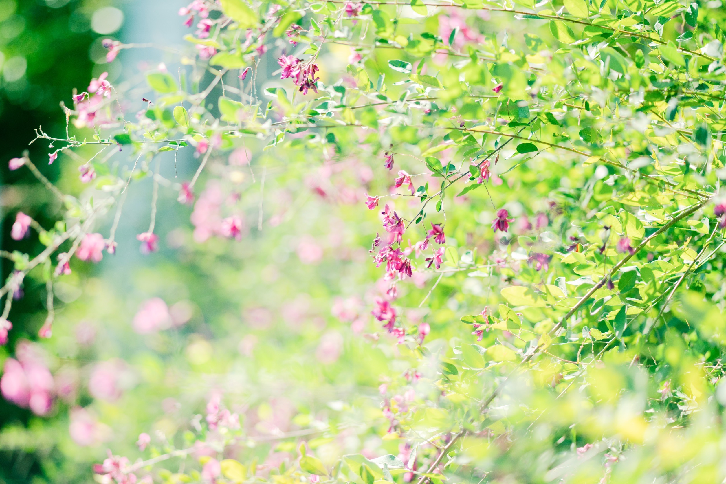柔らかな光に包まれる秋草