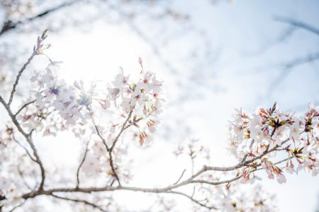 桜