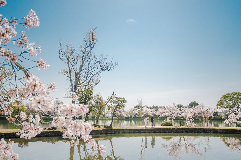 大覚寺と桜