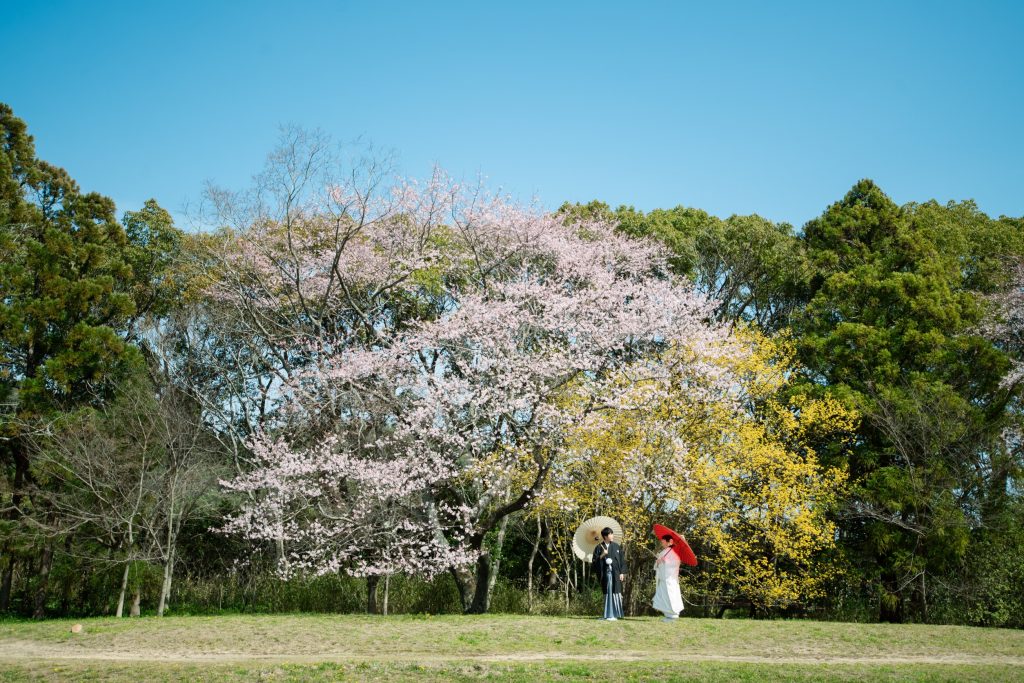 早咲きの桜（大覚寺）