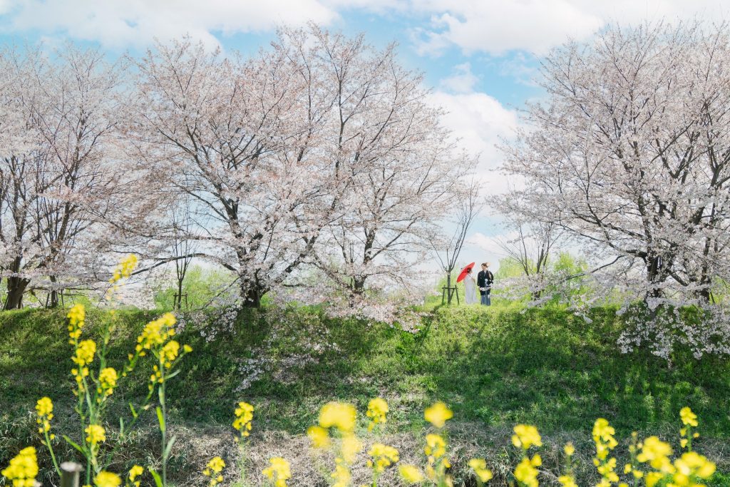京都の桜並木