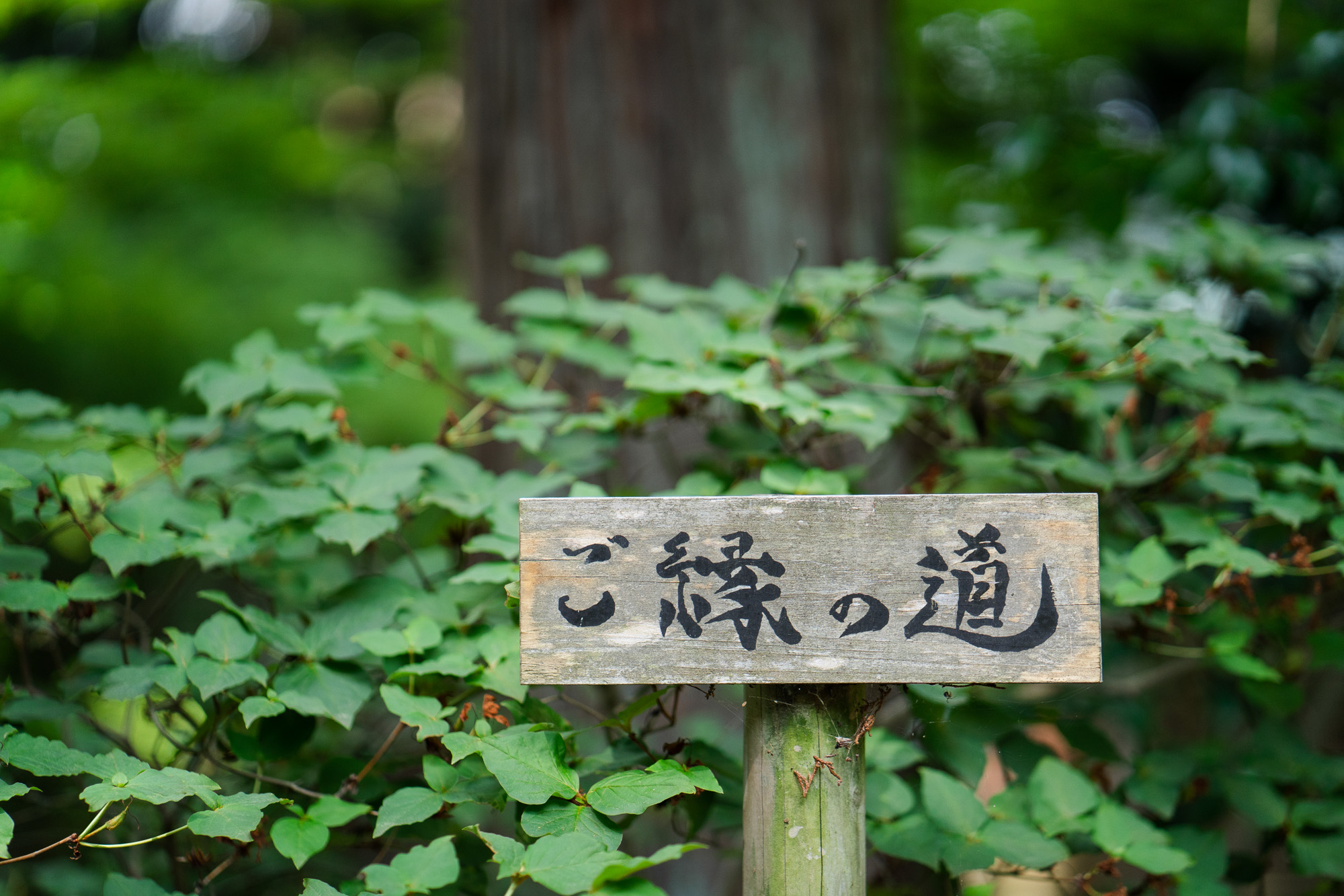 ご縁の道