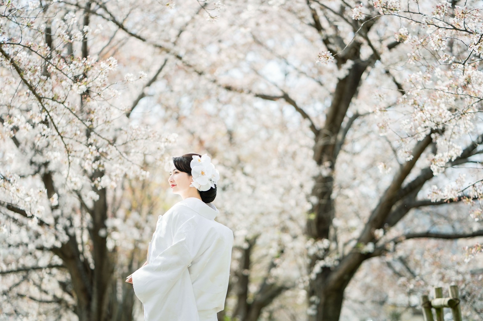 桜と白無垢。前撮りイメージ