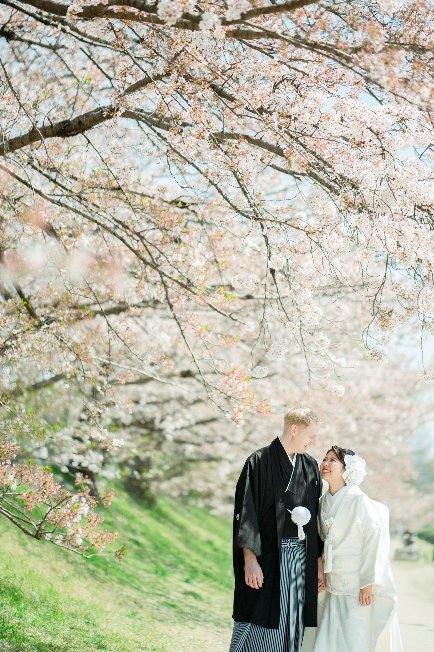 賀茂川で桜前撮り