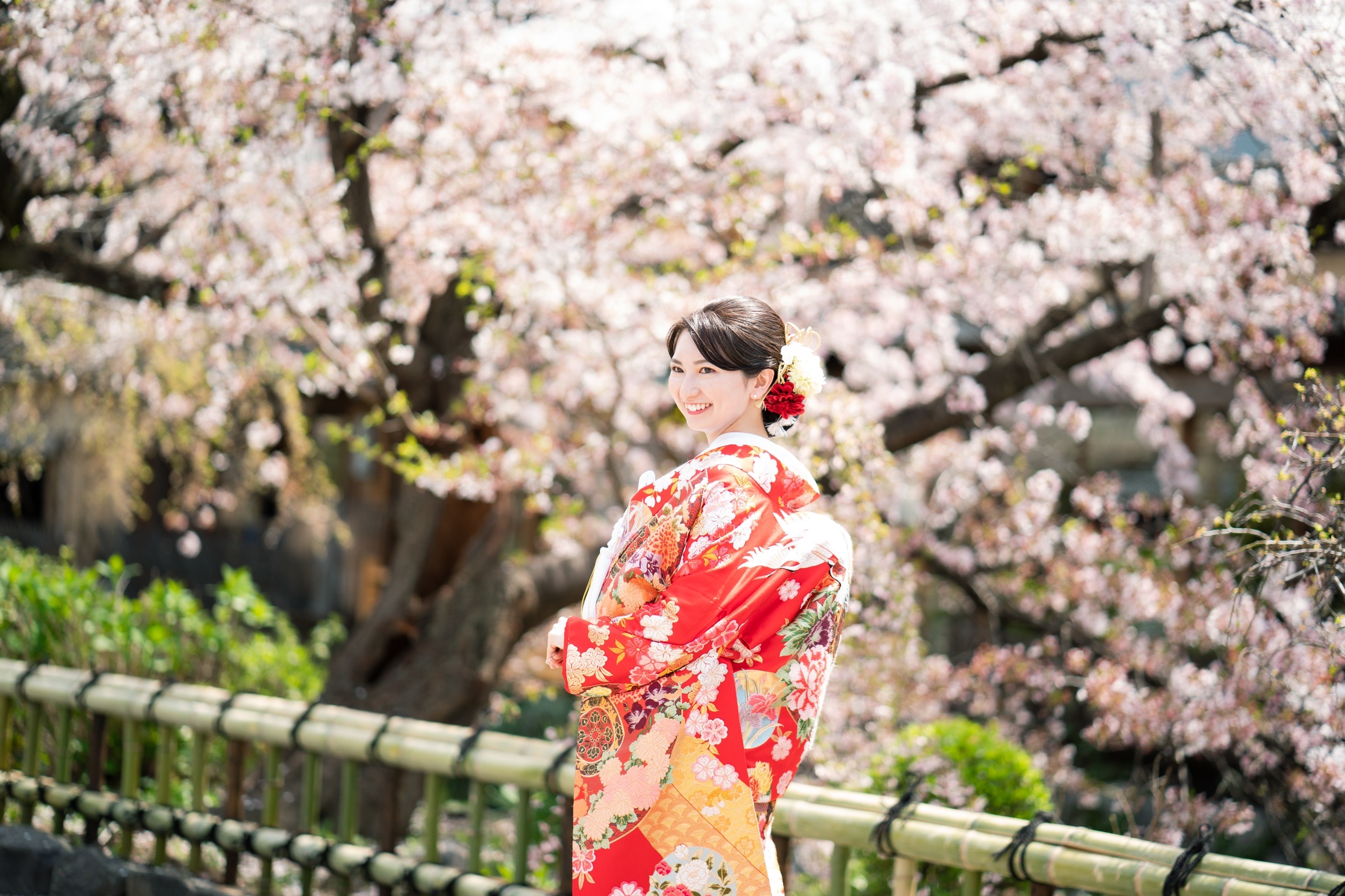 祇園前撮り、桜の季節