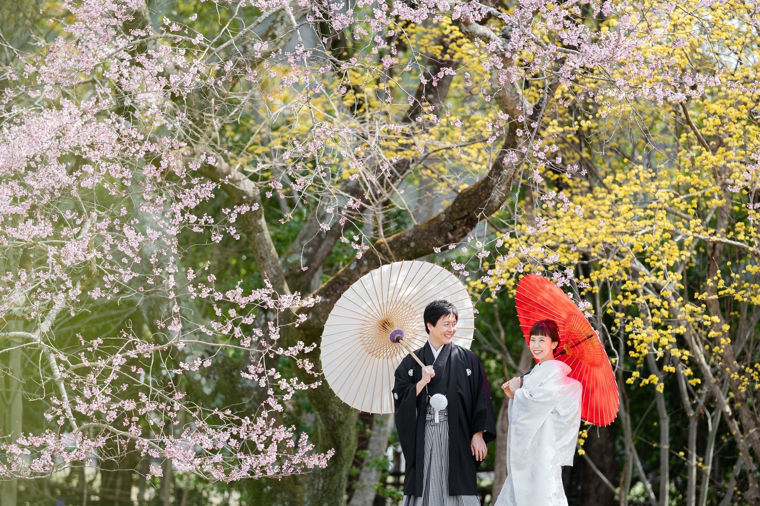 大覚寺の春、前撮り