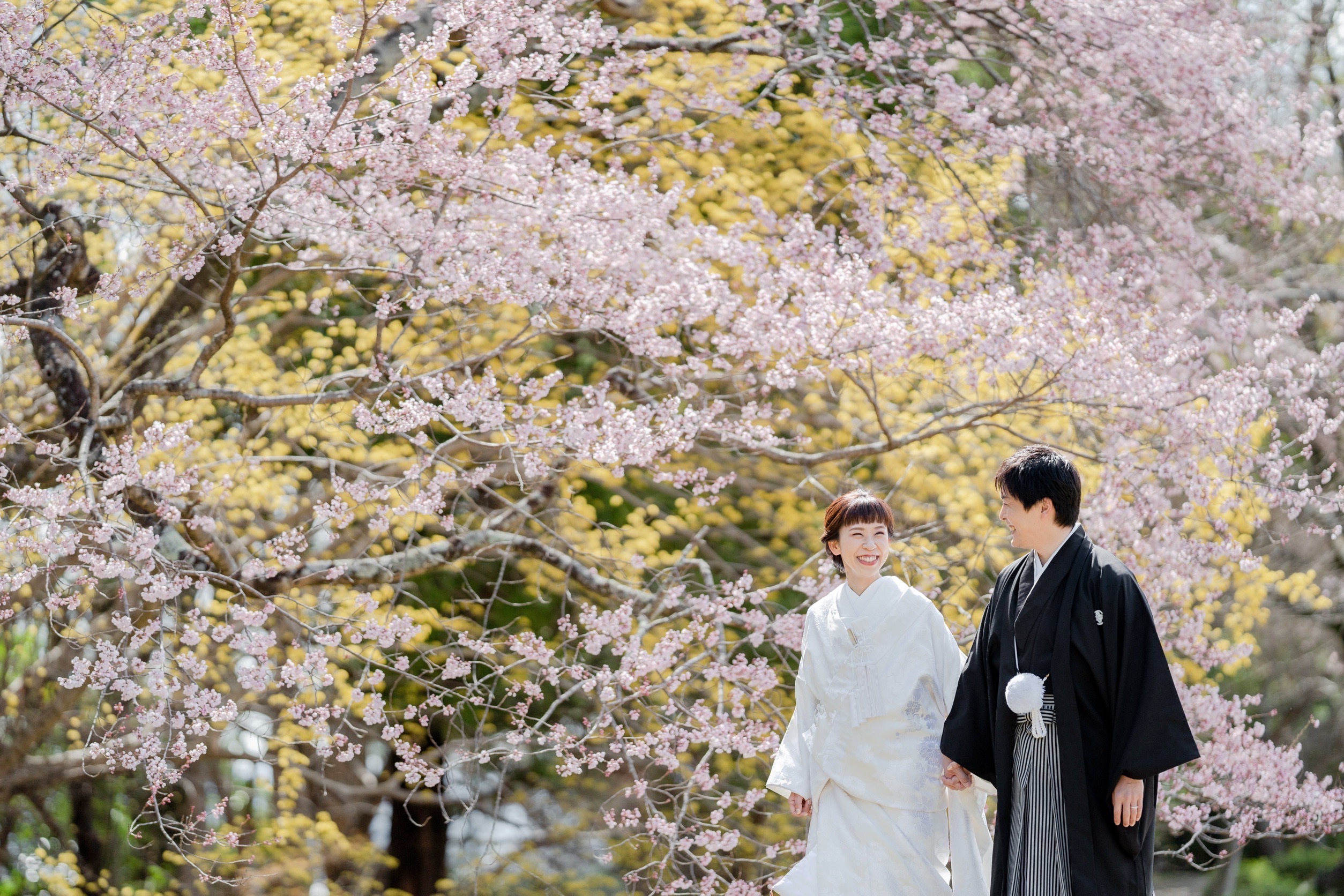 大覚寺の春、前撮り桜
