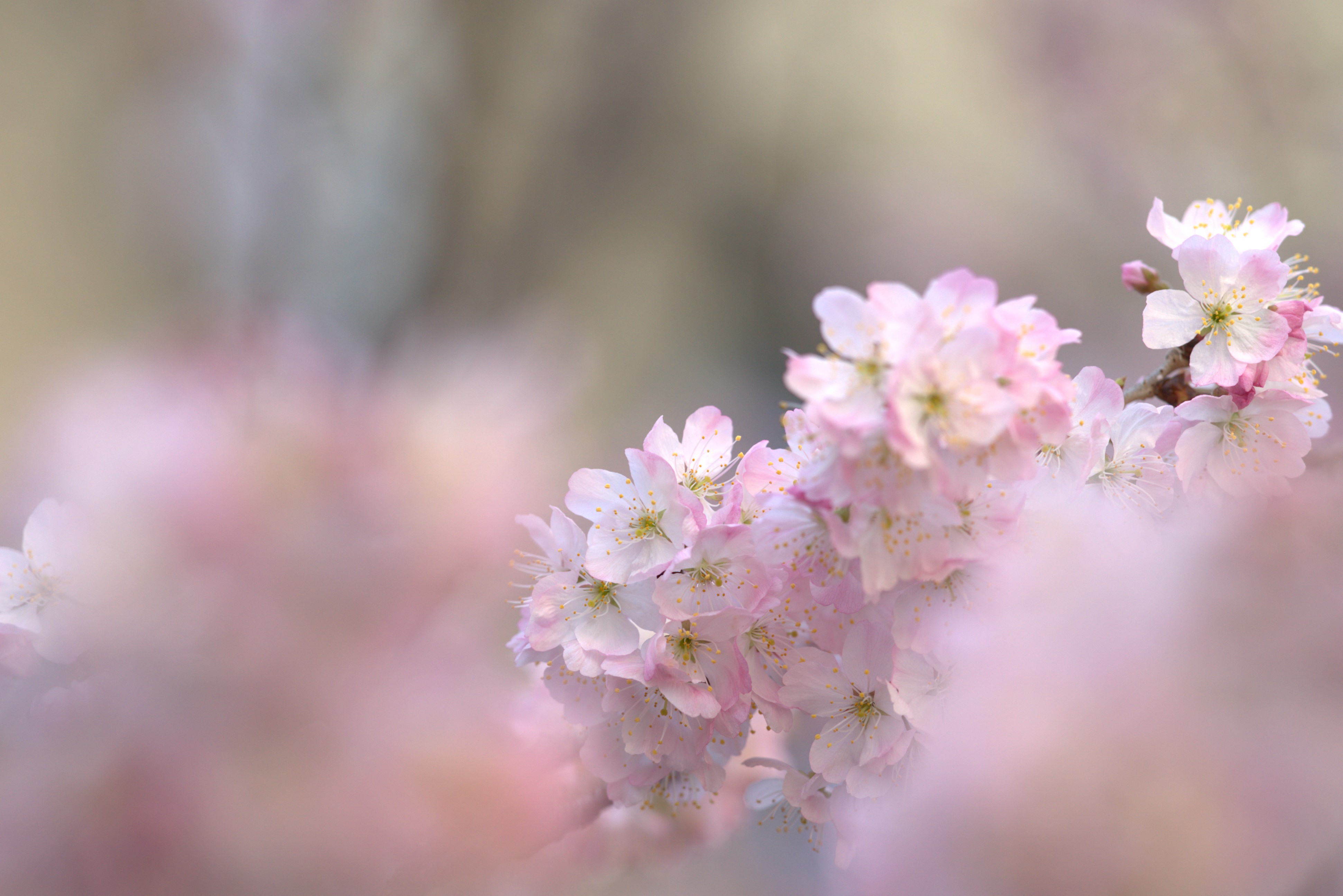 2023年の桜開花