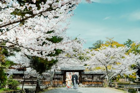 桜の季節・大覚寺前撮り事例