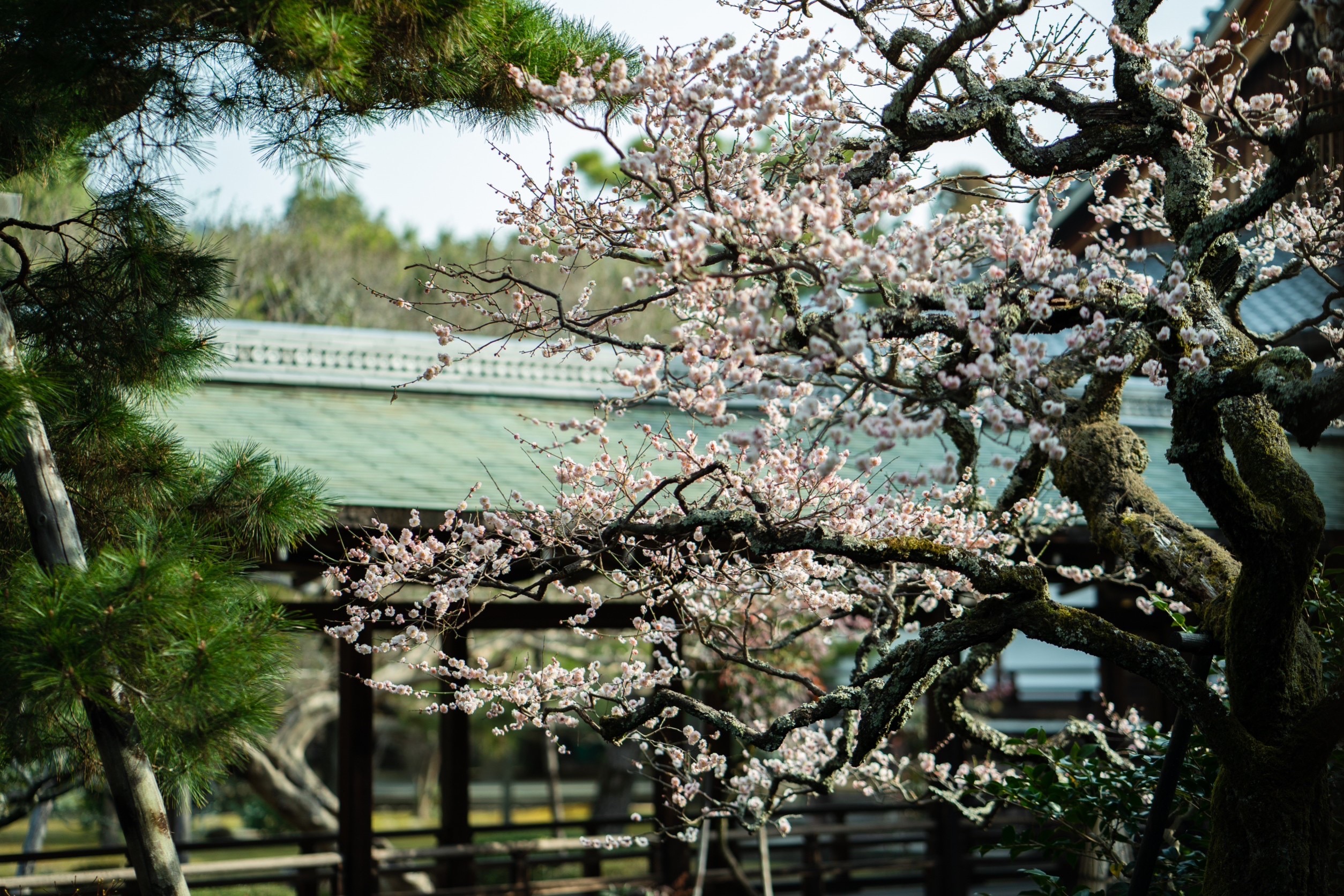 大覚寺の梅