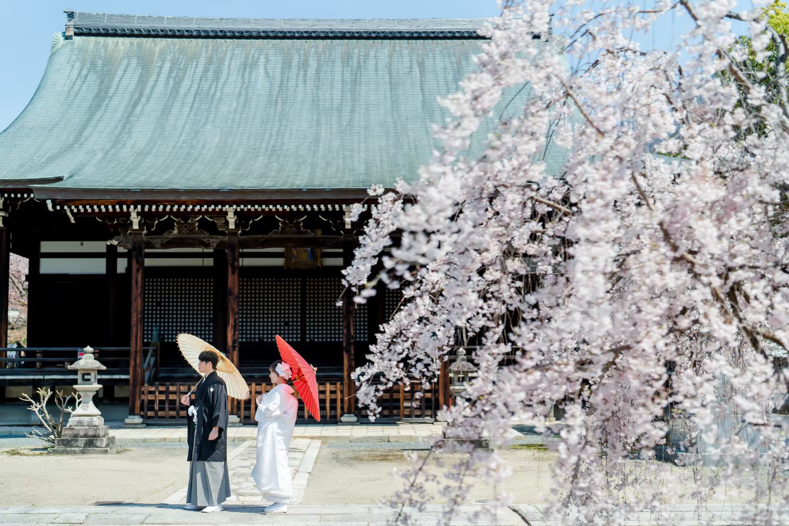 妙顕寺での和装前撮り例、桜