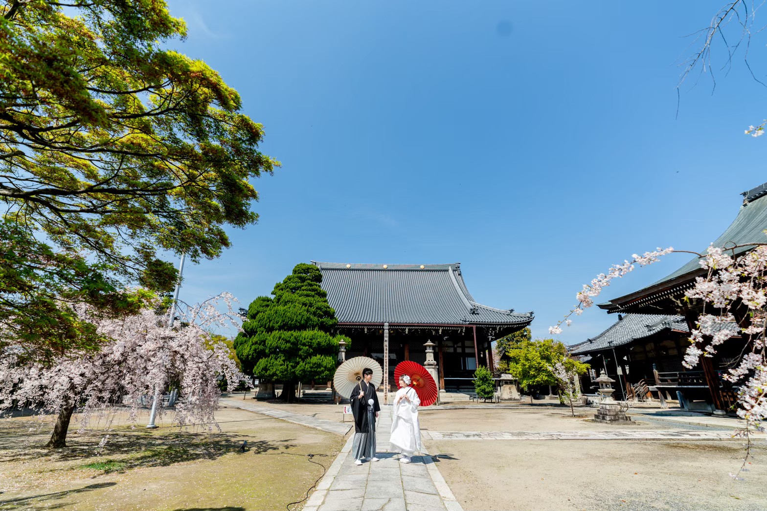 妙顕寺での和装前撮り例、桜