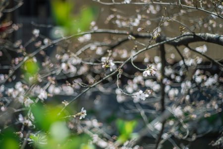 桜で前撮り