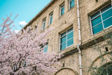 京都桜写真