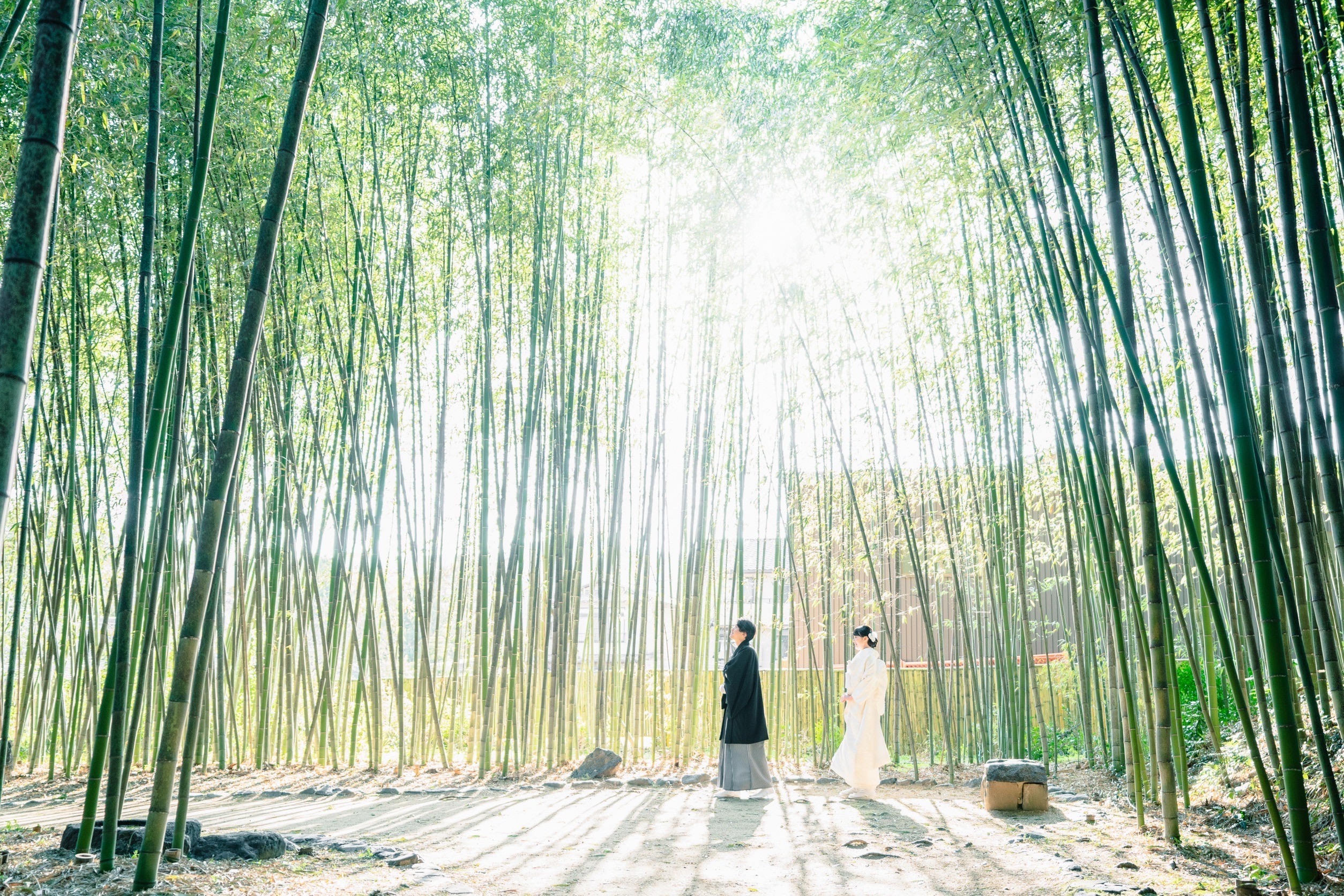 大覚寺前撮り「竹林」