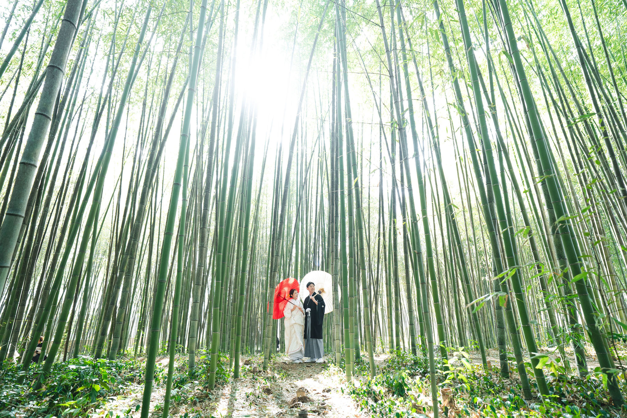大覚寺前撮り竹林イメージ｜京都美翔苑