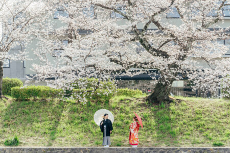 高野川の桜で和装前撮り
