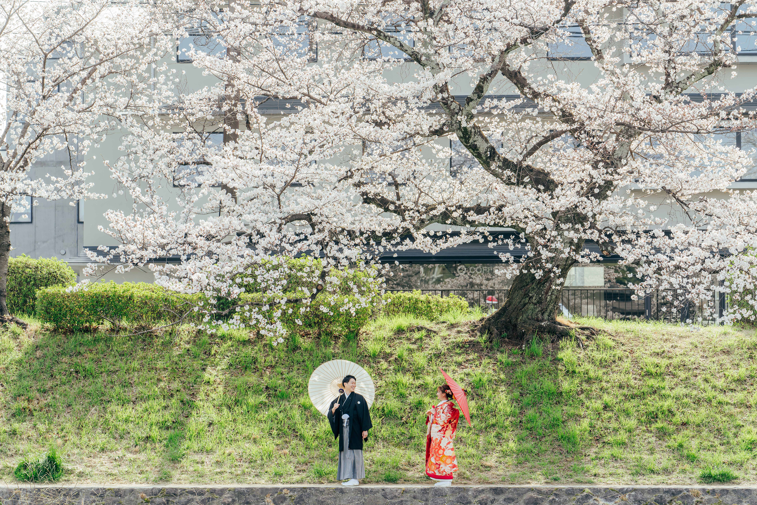 高野川の桜で和装前撮り