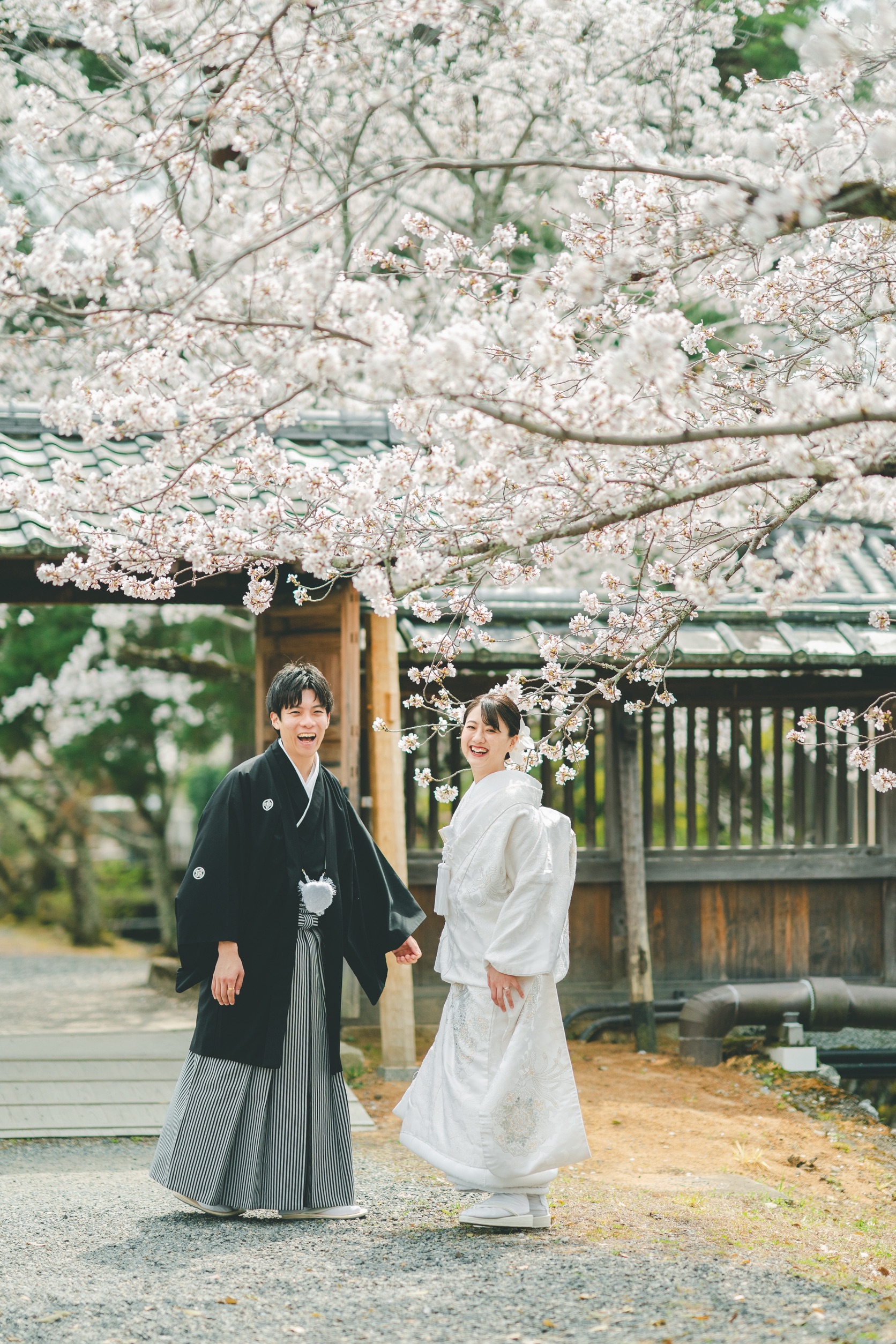 2026年、大覚寺の桜のもとで和装前撮り。白無垢と黒紋付き袴スタイルでナチュラルに撮影。