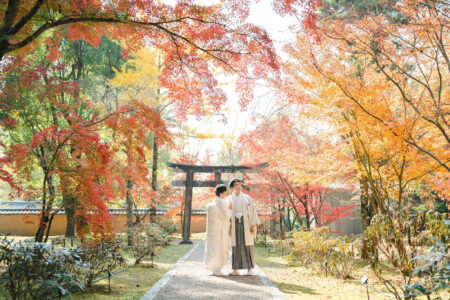 11月後半の仁和寺フォトのイメージ